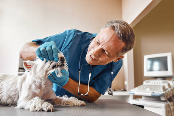 Best Emergency Root Canal Treatment in Brookhaven, PA